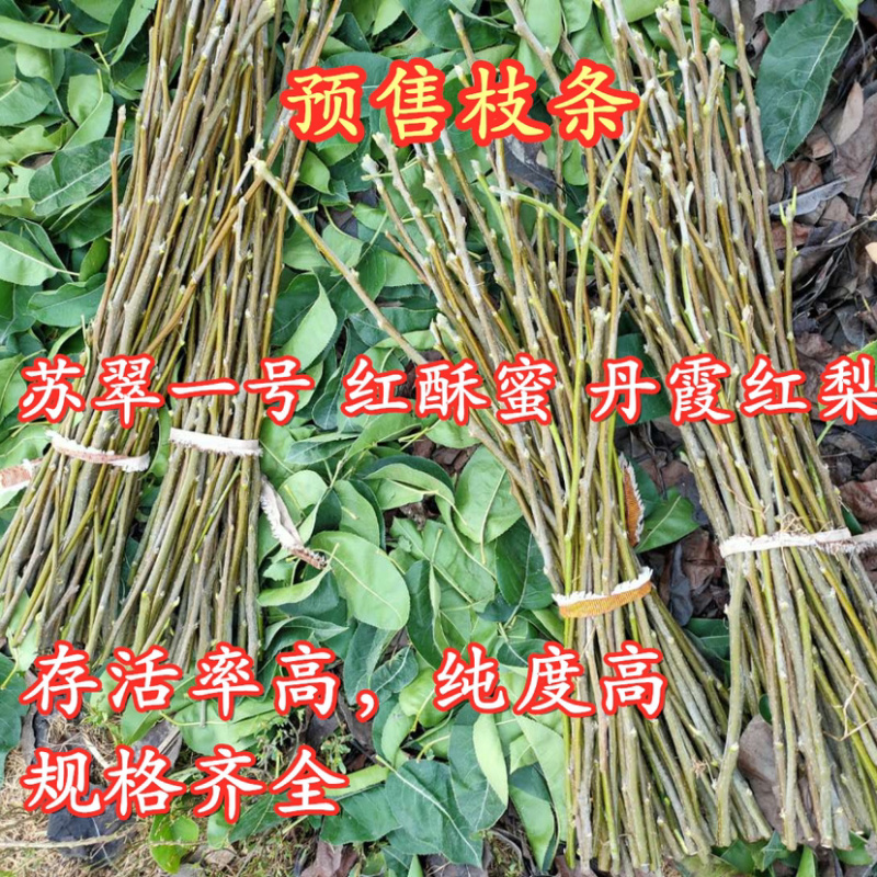 新品种“新玉梨”苏翠一号，沪晶18，超月，山农，新华接穗