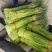 红帽白帽蒜薹精品60-70公分货源充足代发全国