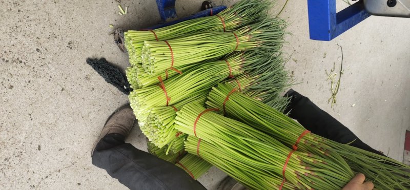 红帽白帽蒜薹精品60-70公分货源充足代发全国