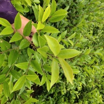 巴马软枝直生油茶苗