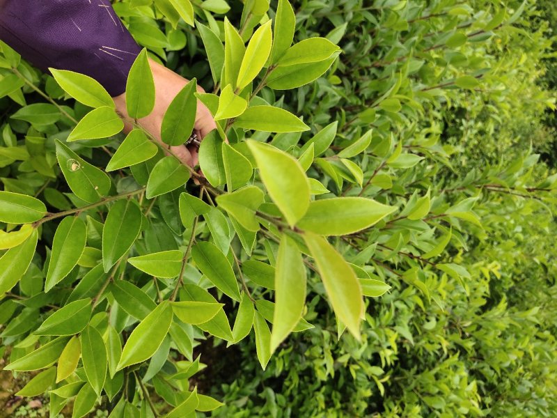 巴马软枝直生油茶苗