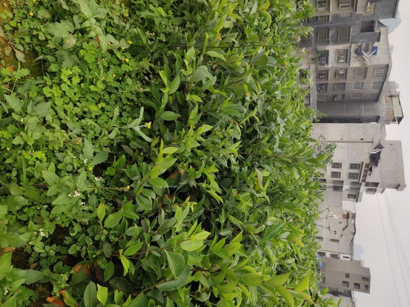 巴马软枝直生油茶苗