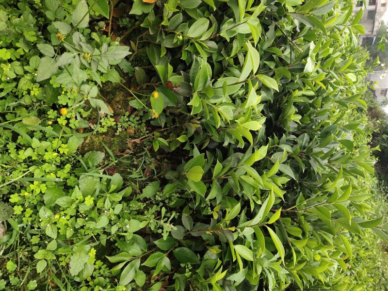 巴马软枝直生油茶苗
