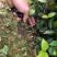 巴马软枝直生油茶苗