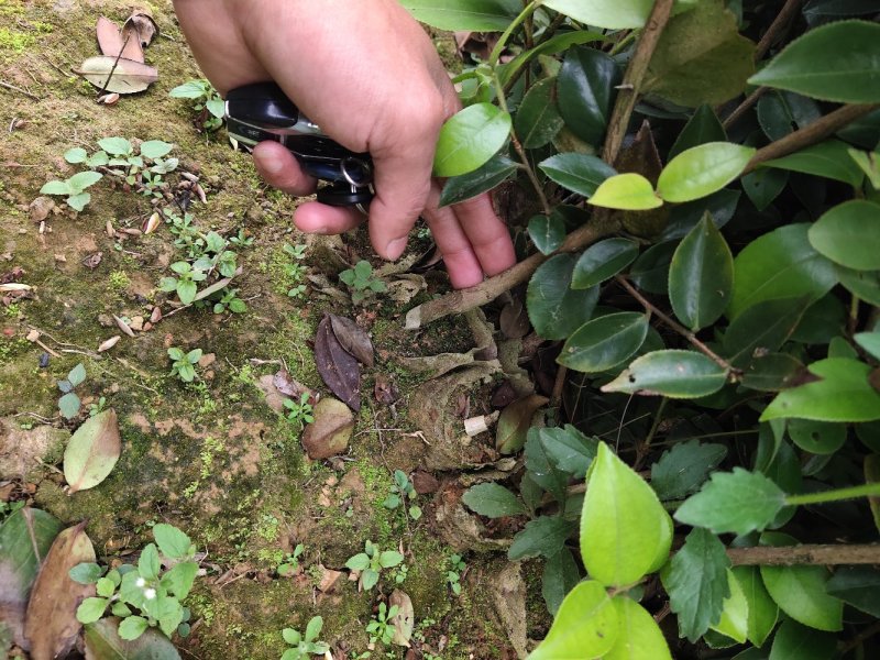 巴马软枝直生油茶苗