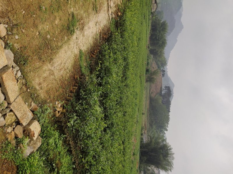 巴马软枝直生油茶苗