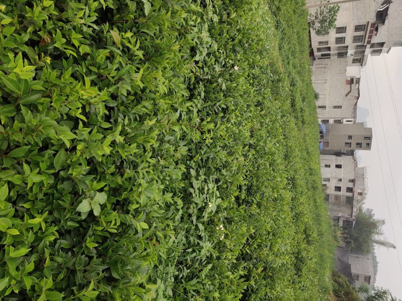 巴马软枝直生油茶苗