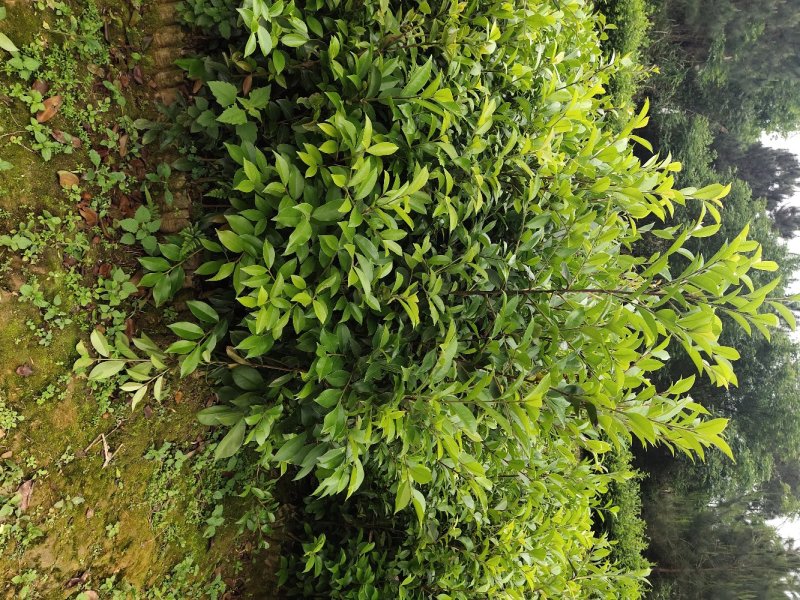 巴马软枝直生油茶苗