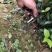 巴马软枝直生油茶苗