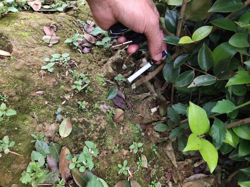巴马软枝直生油茶苗