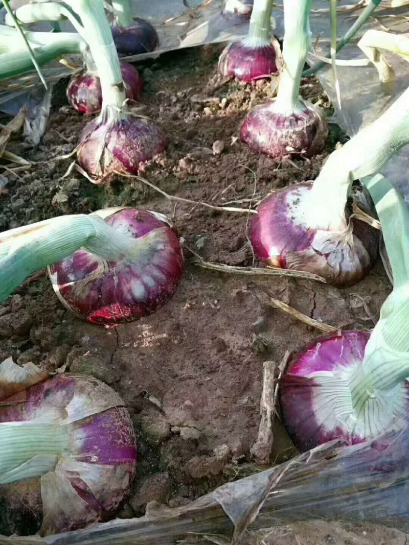 🔥【好货】红皮洋葱新鲜上市产地直发诚信经营