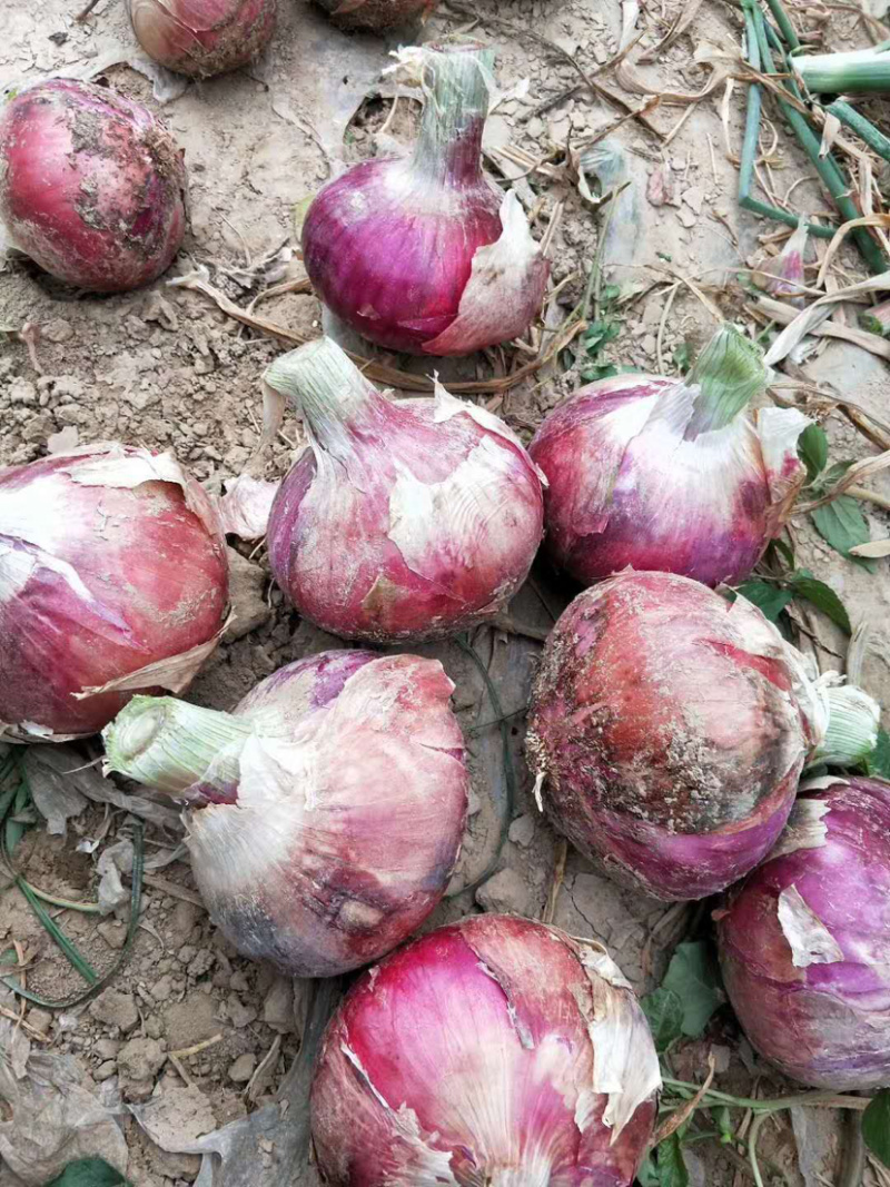 🔥【好货】红皮洋葱新鲜上市产地直发诚信经营