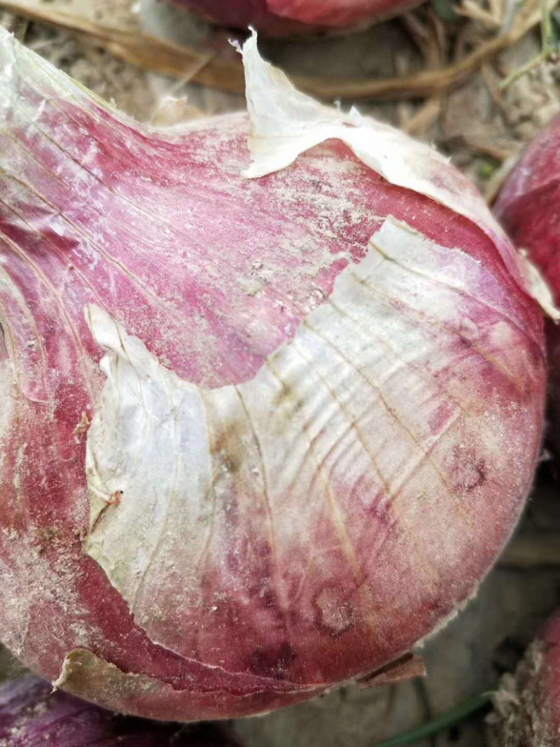 🔥【好货】红皮洋葱新鲜上市产地直发诚信经营