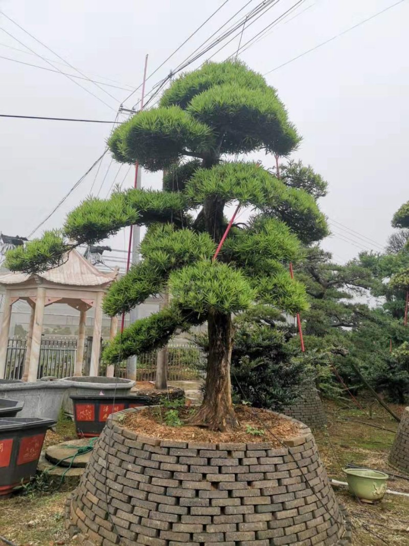 造型罗汉松6一50公分直杆异形临水型盆景桩