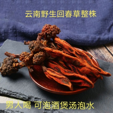 回春草大条顶天柱不老草云南草苁蓉包邮泡酒料泡水