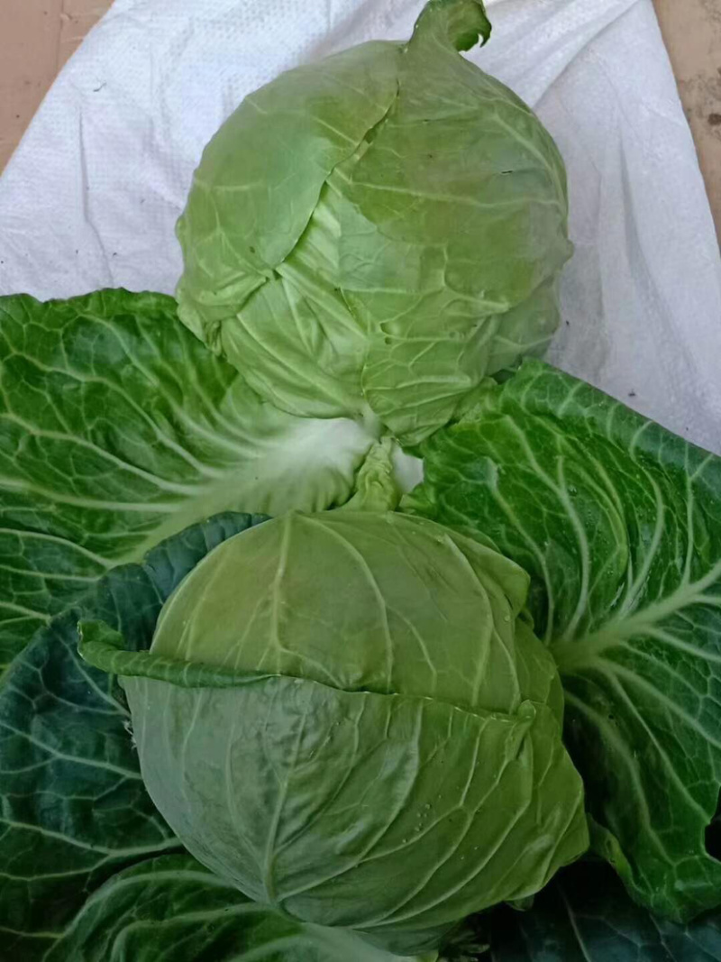 🔥精品甘蓝圆包菜产地直发新鲜上市量大从优
