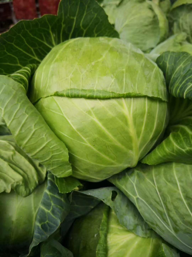 🔥精品甘蓝圆包菜产地直发新鲜上市量大从优