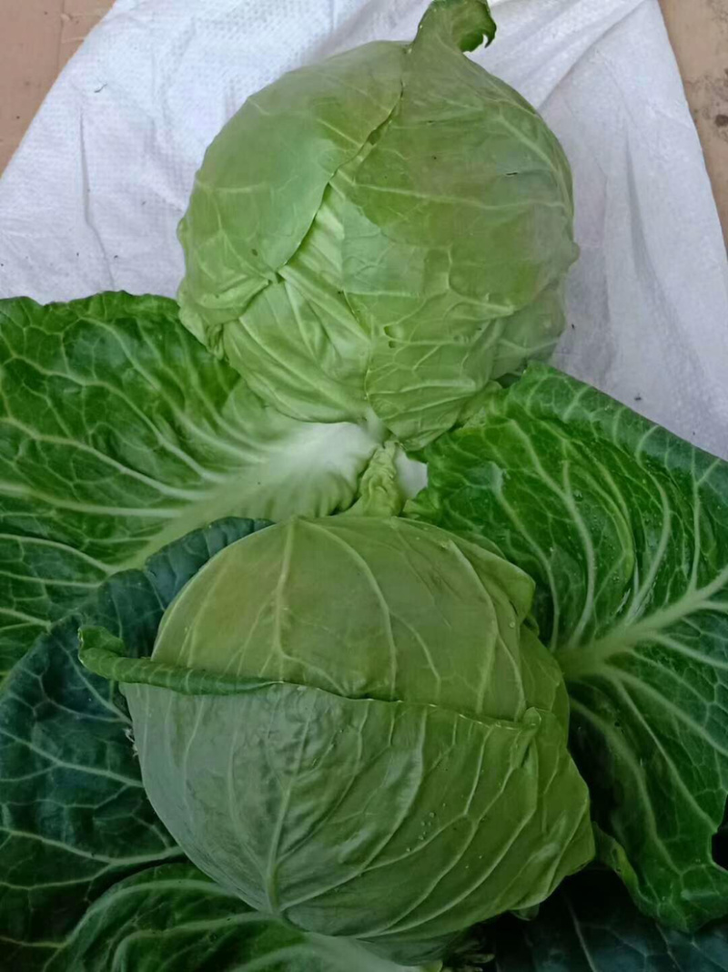 🔥精品甘蓝圆包菜产地直发新鲜上市量大从优