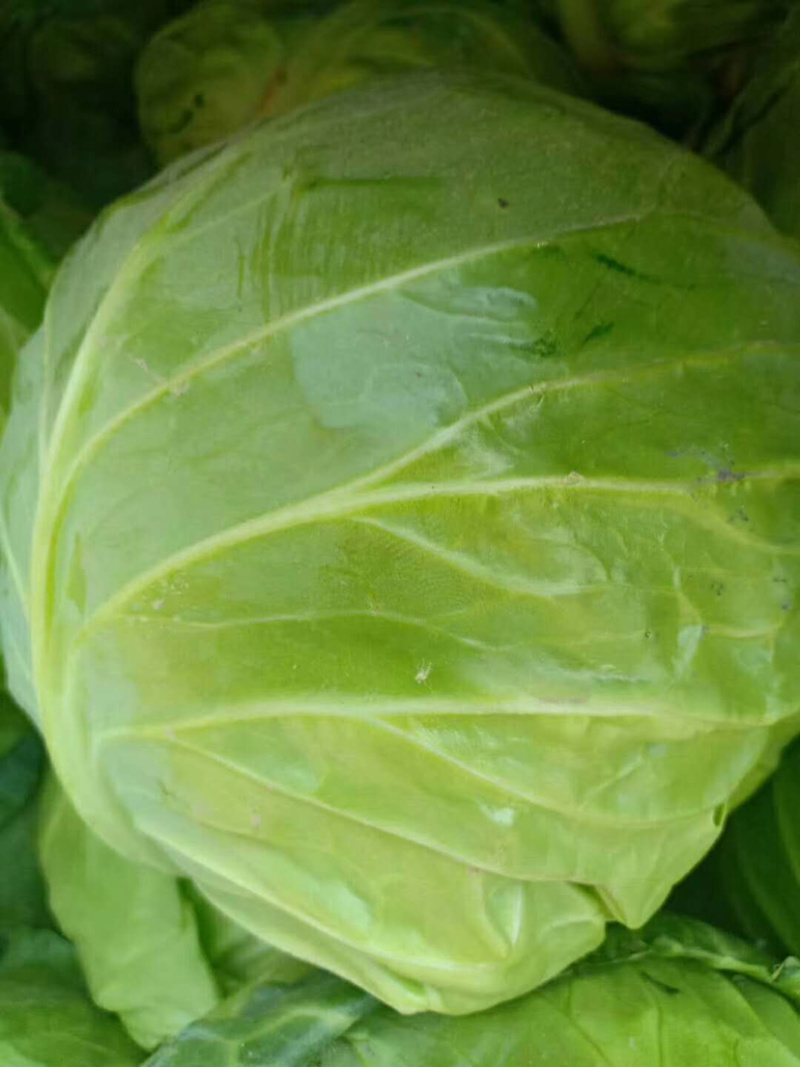 🔥精品甘蓝圆包菜产地直发新鲜上市量大从优