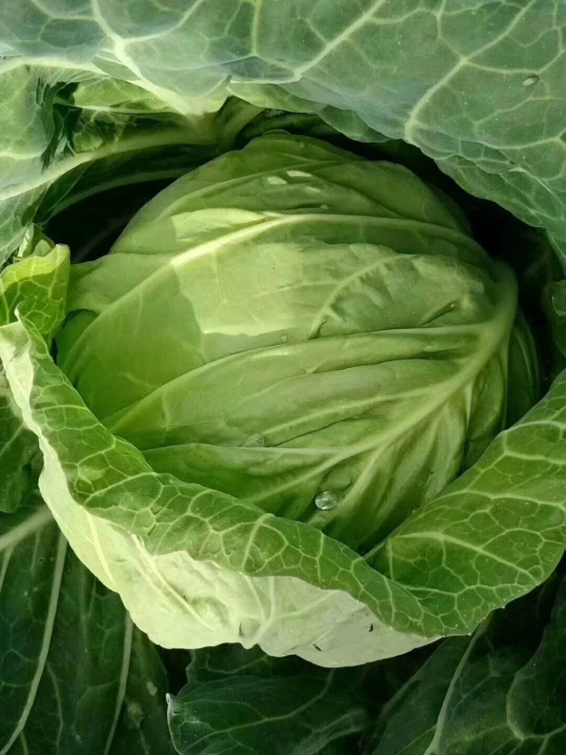 🔥精品甘蓝圆包菜产地直发新鲜上市量大从优