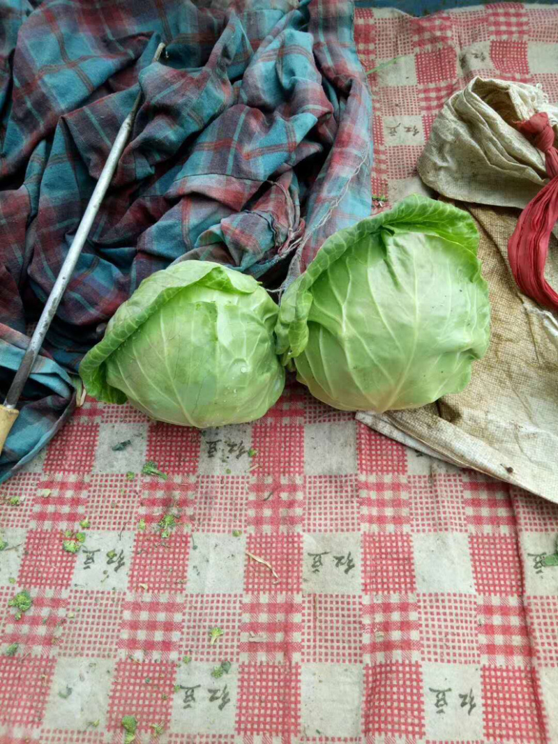 🔥精品甘蓝圆包菜产地直发新鲜上市量大从优