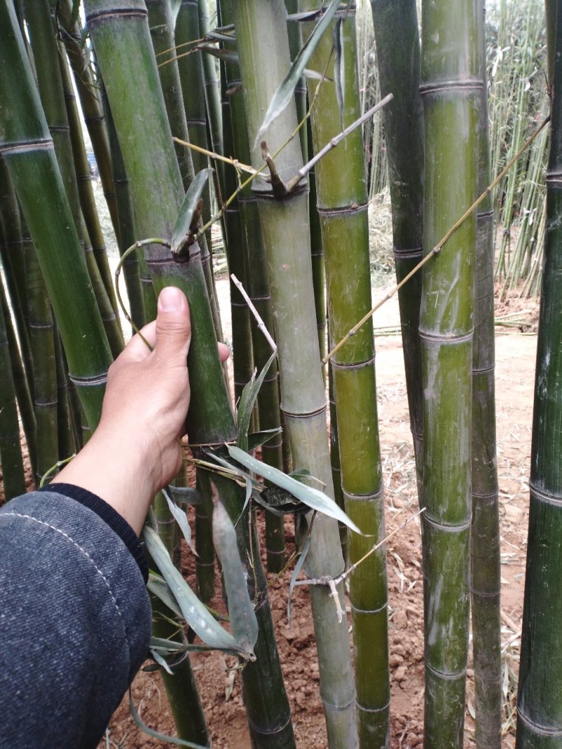 竹苗竹子青竹刚竹紫竹金镶玉竹早园竹等竹苗绿化竹苗供应