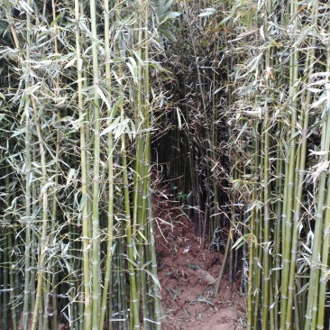 竹苗竹子青竹刚竹紫竹金镶玉竹早园竹等竹苗绿化竹苗供应
