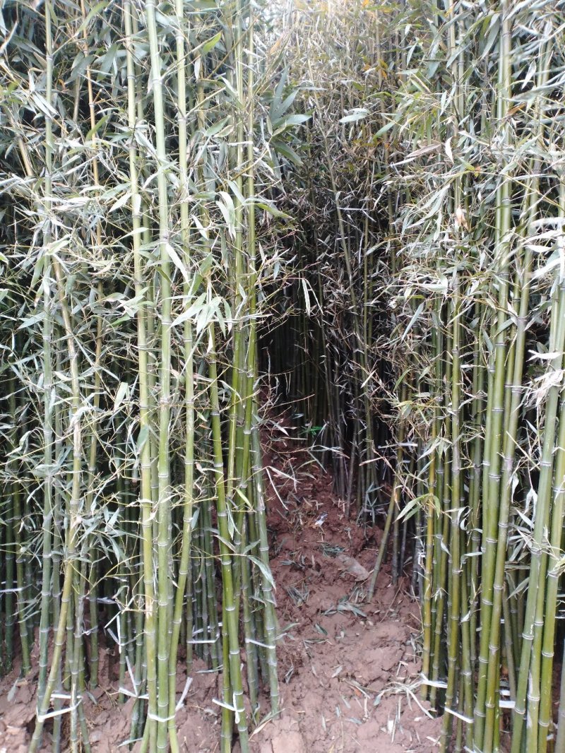 竹苗竹子青竹刚竹紫竹金镶玉竹早园竹等竹苗绿化竹苗供应