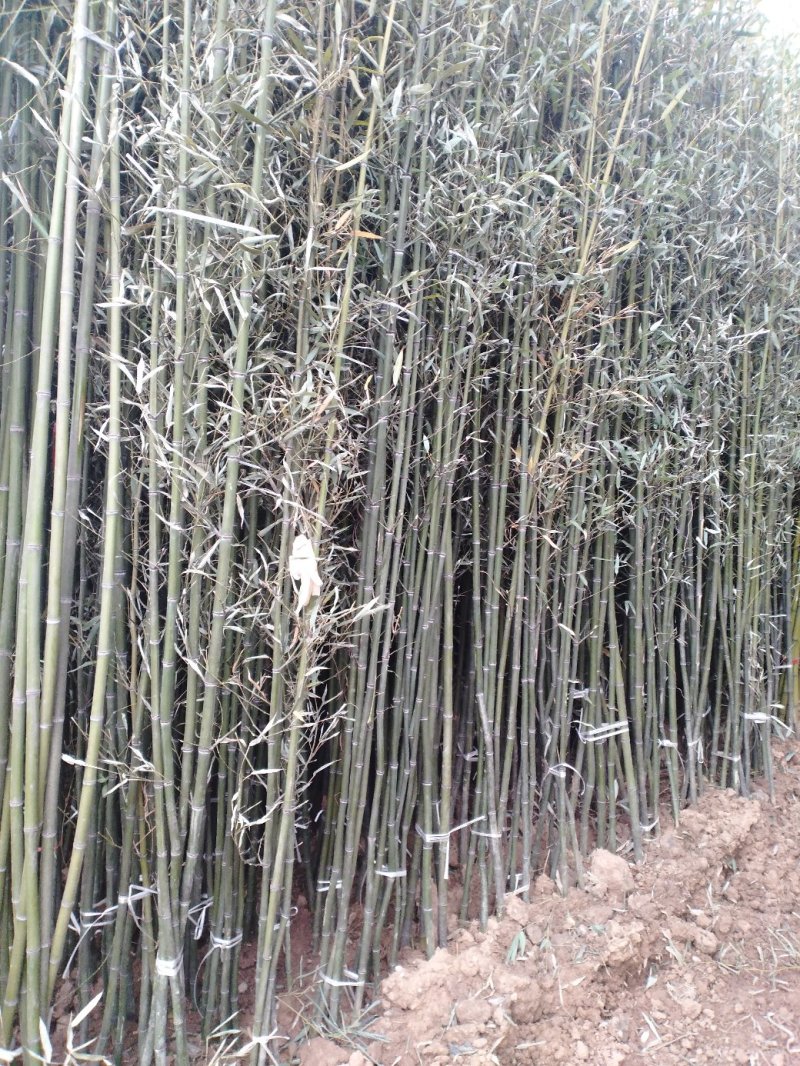竹苗竹子青竹刚竹紫竹金镶玉竹早园竹等竹苗绿化竹苗供应