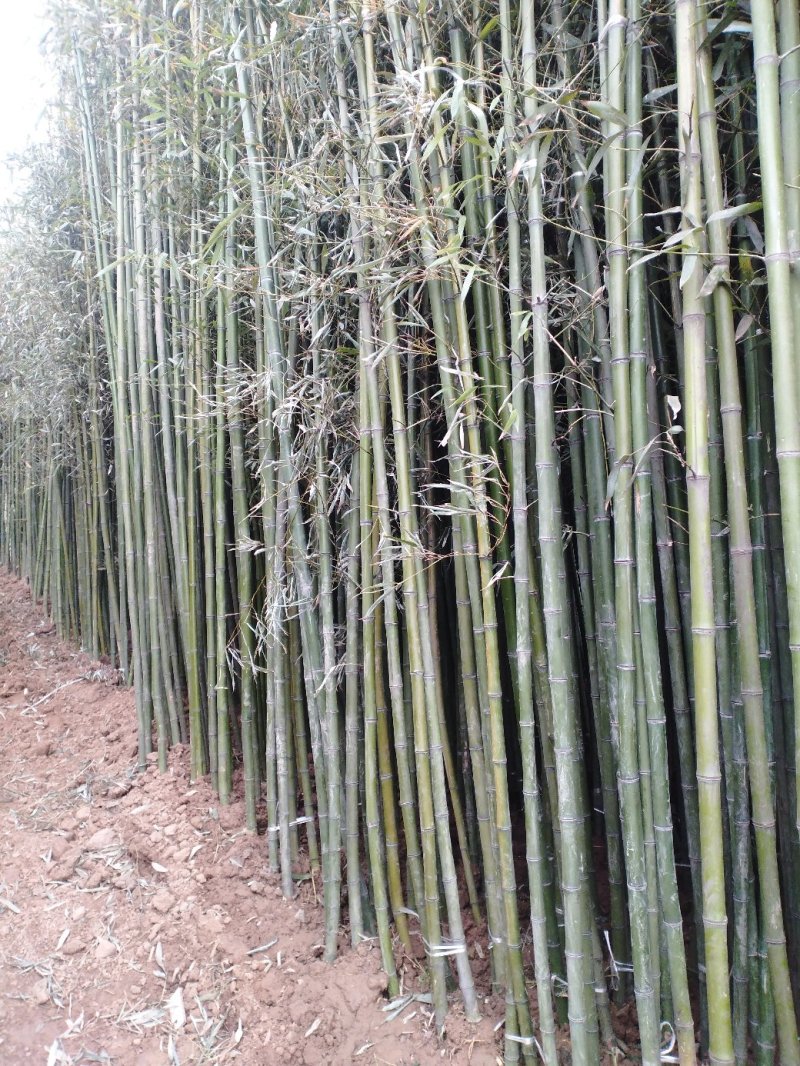 竹苗竹子青竹刚竹紫竹金镶玉竹早园竹等竹苗绿化竹苗供应