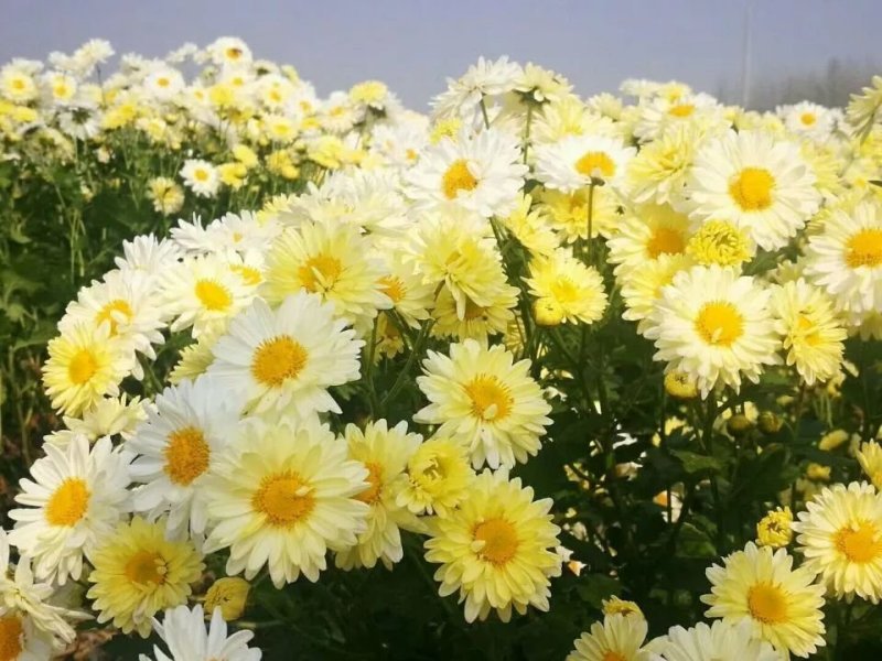 金丝皇，北京菊，苏北菊，杭白菊，婺源皇菊，大阪菊，
