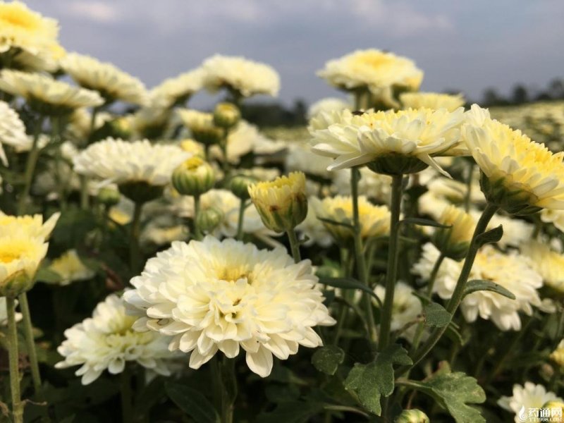 金丝皇，北京菊，苏北菊，杭白菊，婺源皇菊，大阪菊，