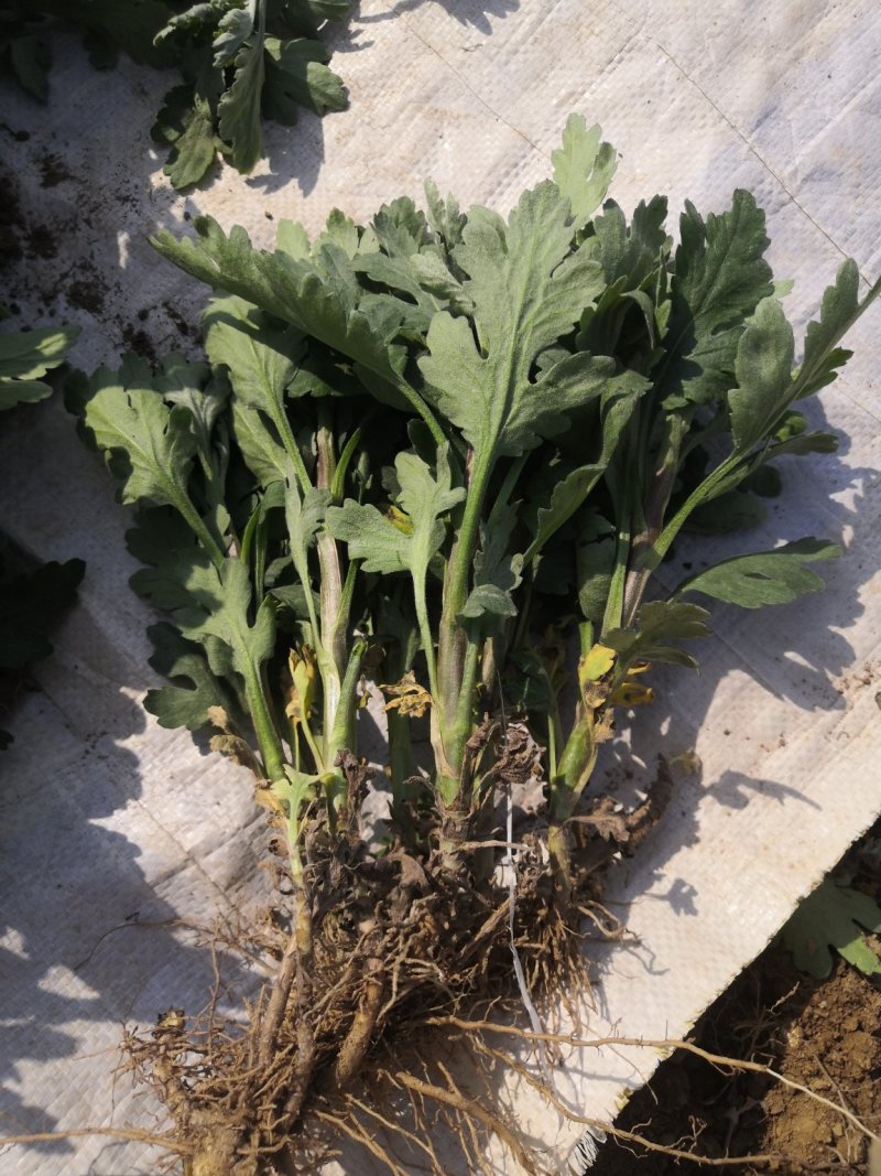 金丝皇，北京菊，苏北菊，杭白菊，婺源皇菊，大阪菊，