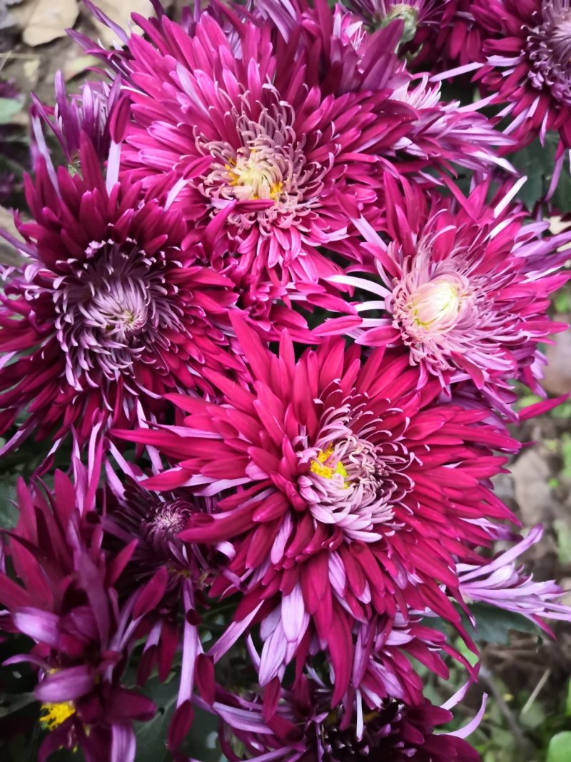金丝皇，北京菊，苏北菊，杭白菊，婺源皇菊，大阪菊，