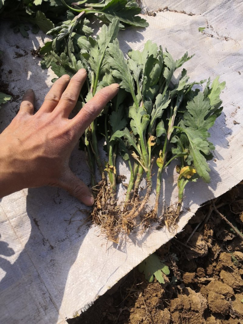金丝皇，北京菊，苏北菊，杭白菊，婺源皇菊，大阪菊，