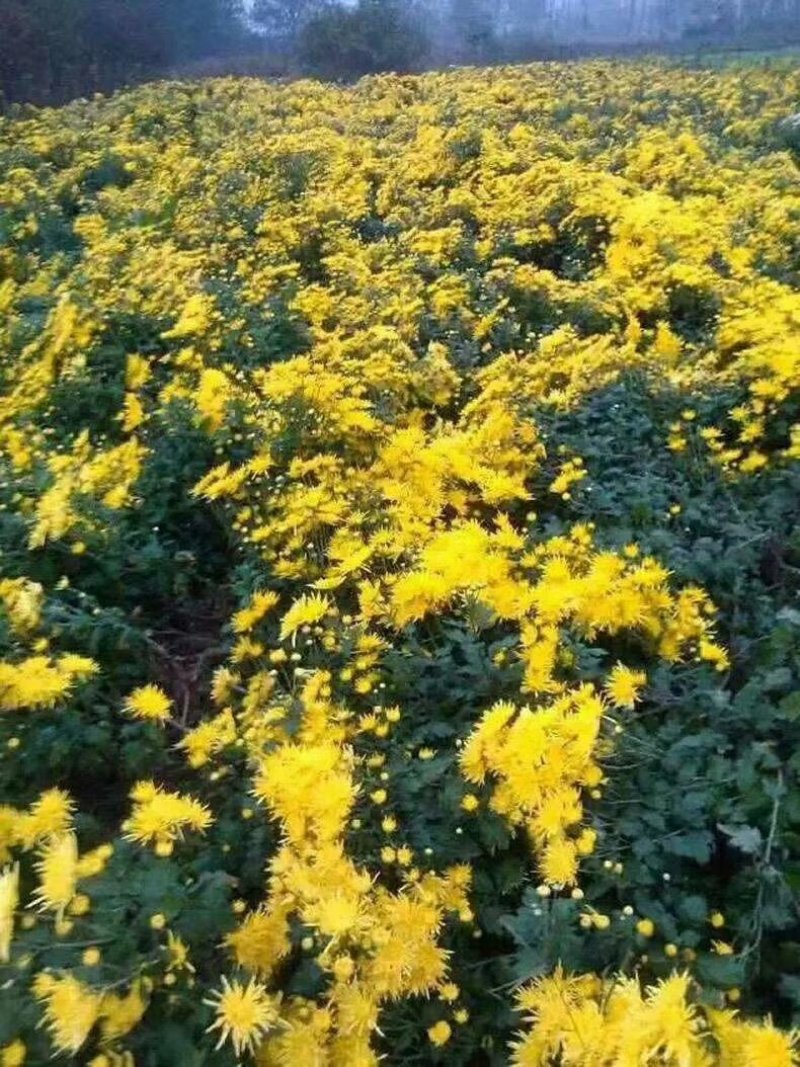 金丝皇，北京菊，苏北菊，杭白菊，婺源皇菊，大阪菊，