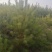 大小油松：云杉
