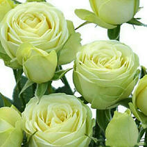 欧月季奶油龙沙宝石/奶油伊甸园丰花微型微月阳台玫瑰