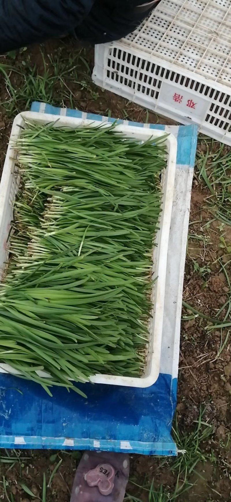 精品韭菜
