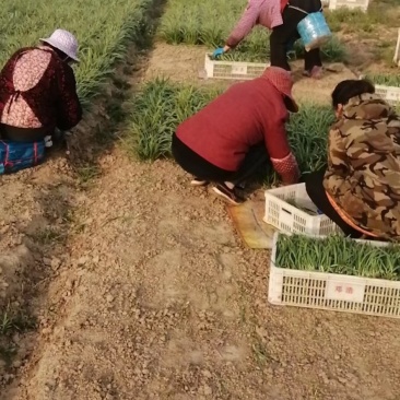 精品韭菜