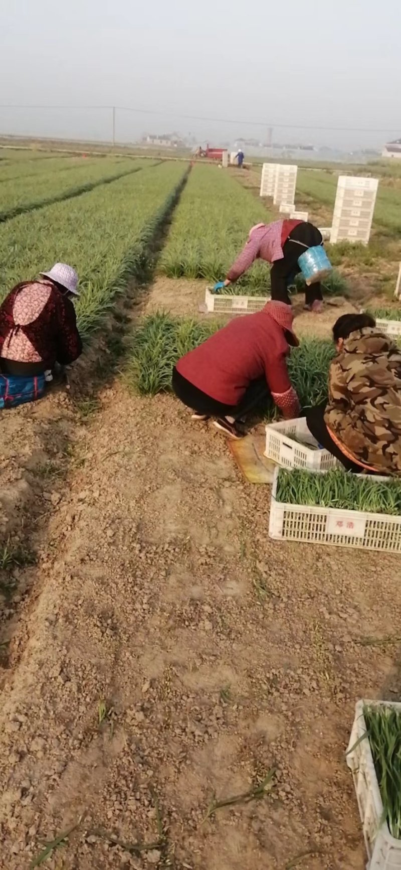 精品韭菜