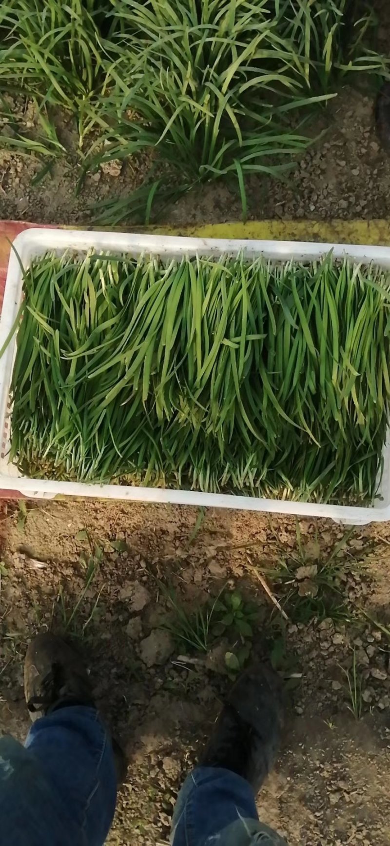 精品韭菜