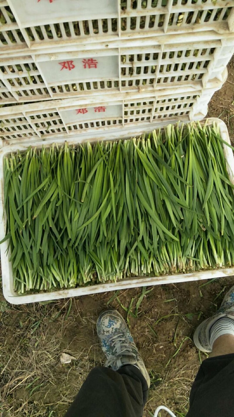精品韭菜