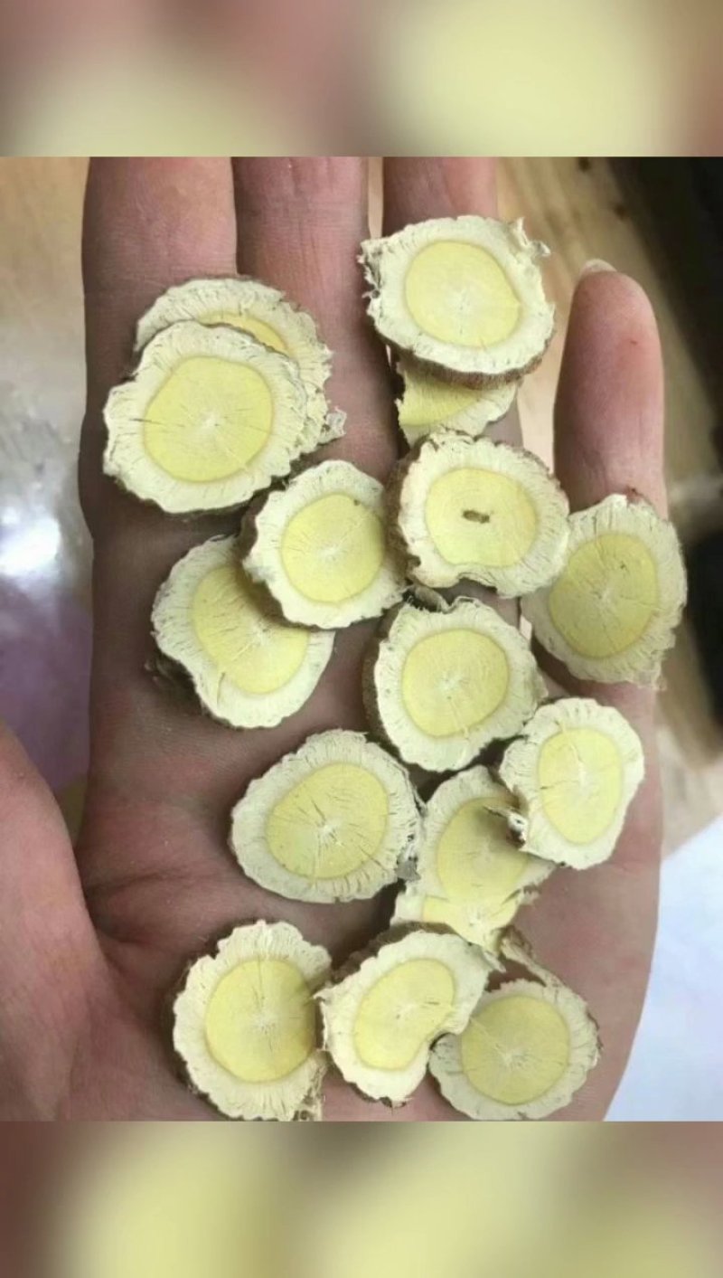 陕北子洲野生黄芪