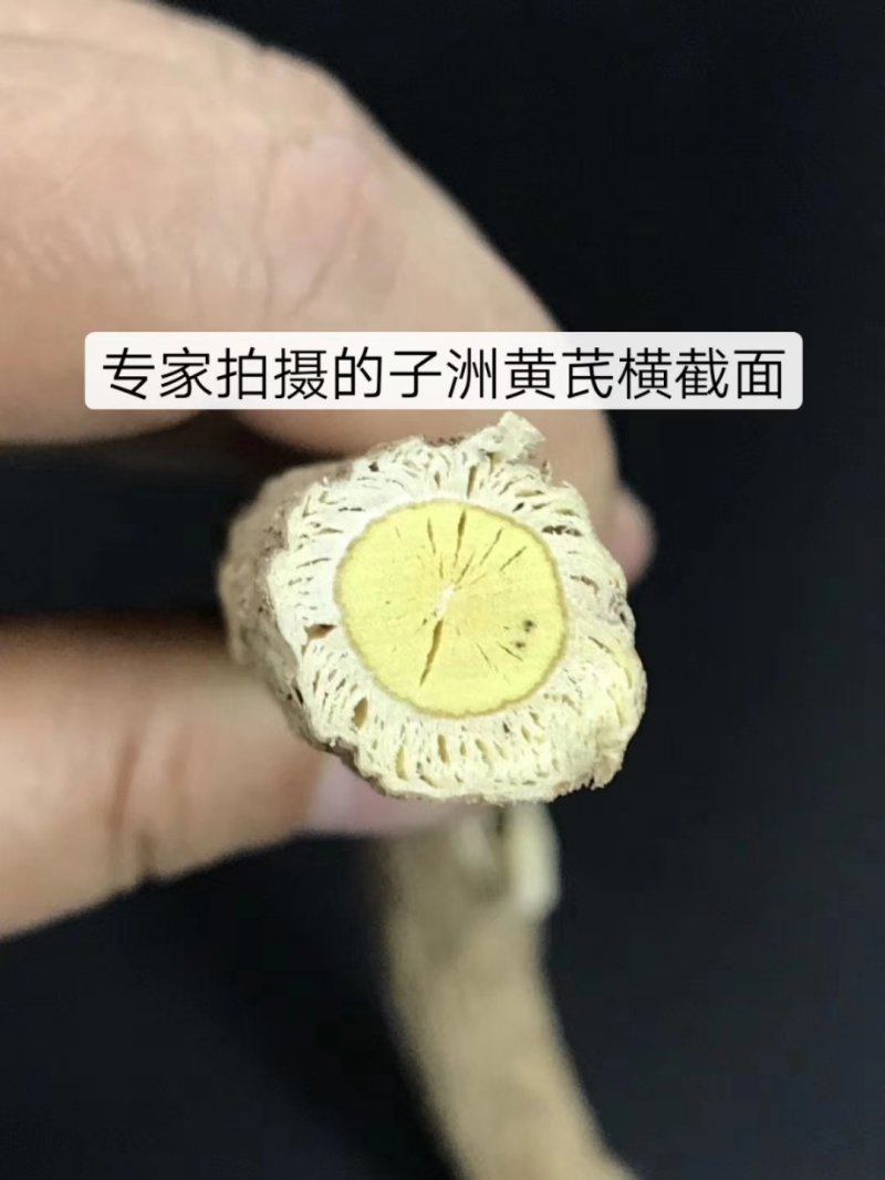 陕北子洲野生黄芪