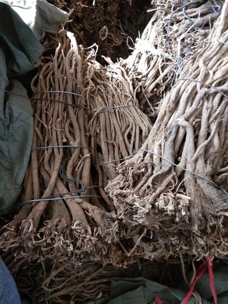 陕北子洲野生黄芪