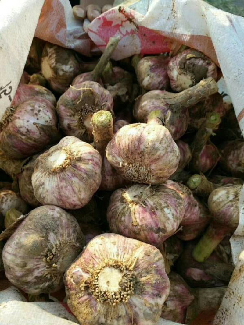 🔥精品大蒜新鲜上市产地直发量大从优