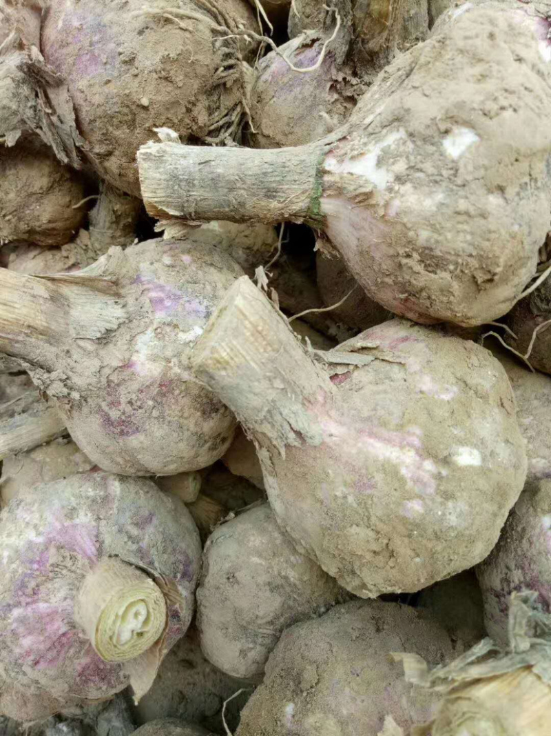 🔥精品大蒜新鲜上市产地直发量大从优