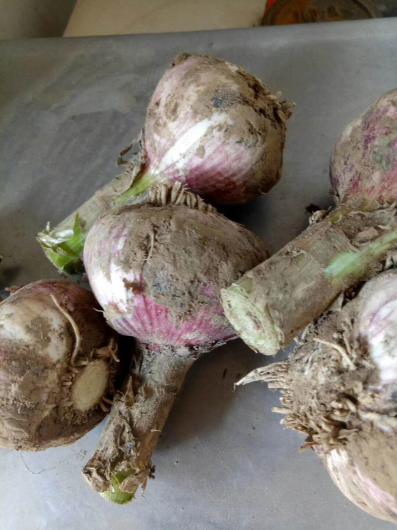 🔥精品大蒜新鲜上市产地直发量大从优