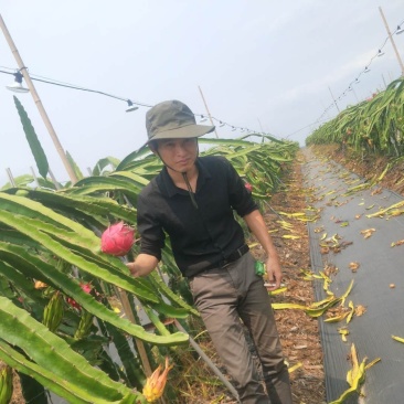 海南红心火龙果基地直供